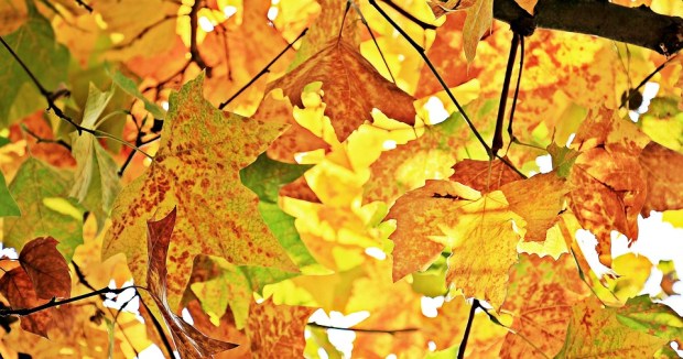 autumn-1655915_960_720